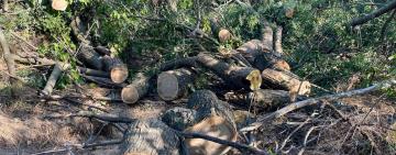 Знищили понад 30 дерев: в Болградському районі затримали чорних лісорубів